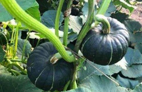 网红大瓜在哪找,揭秘热门事件背后的秘密聚集地