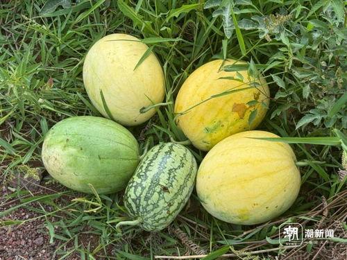 反差 吃瓜,揭秘娱乐圈的“冰火两重天”