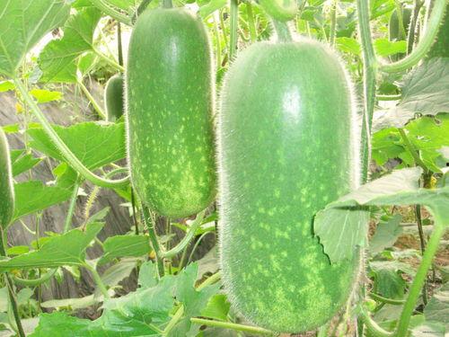 吃瓜网51官网版.吃瓜大瓜事件,吃瓜大瓜事件全解析