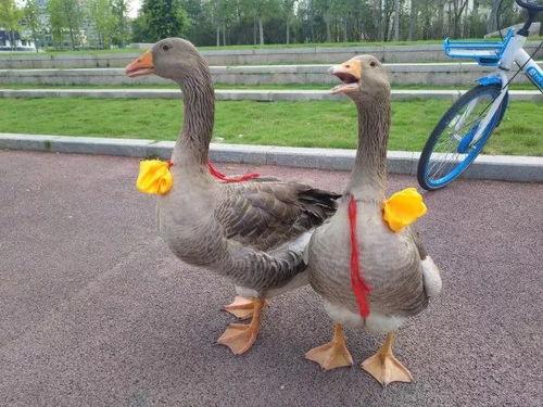 网红黑料爆料网在线看 网红大鹅,大鹅事件在线观看全记录