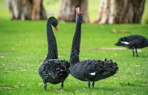 网红黑料爆料网在线看 网红大鹅,大鹅事件在线观看全记录